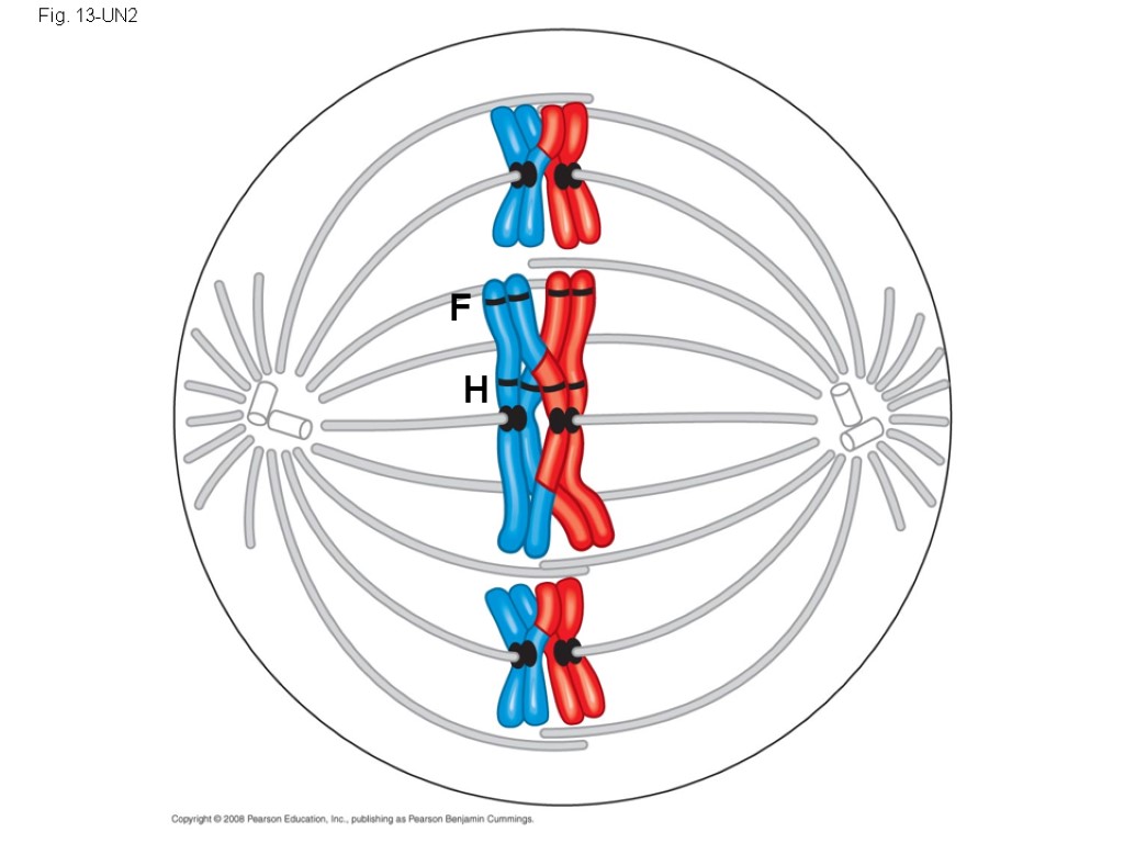 Fig. 13-UN2 F H